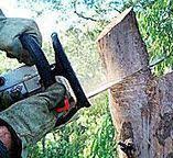 Best Tree Disease Treatment  in Lufkin, TX