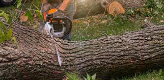 Best Tree Risk Assessment  in Lufkin, TX