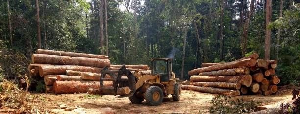 How Our Tree Care Process Works  in  Lufkin, TX