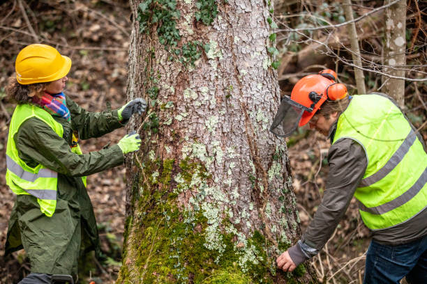 Best Hazardous Tree Removal  in Lufkin, TX
