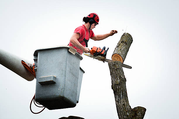  Lufkin, TX Tree Care Pros