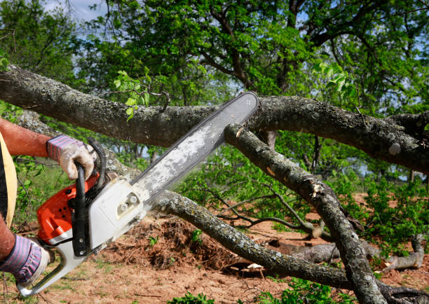 Best Commercial Tree Services  in Lufkin, TX