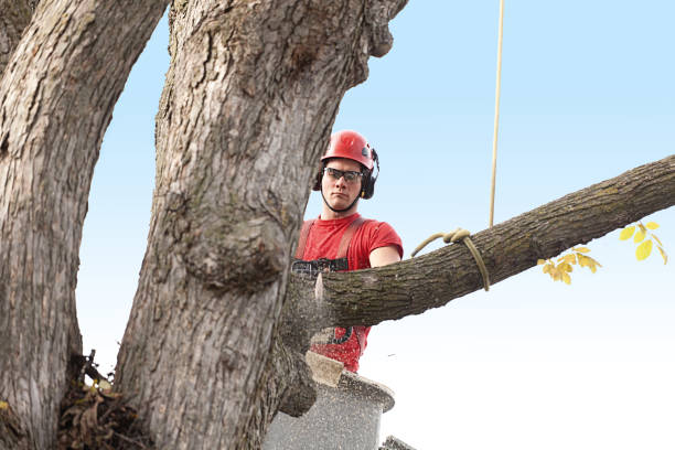 Best Firewood Processing and Delivery  in Lufkin, TX